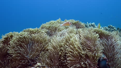 Reef-life-in-Bali,-Indonesia
