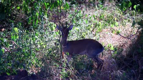 Telephoto-full-shot-of-Dik-Dik-Antelope-hiding-between-bushes-in-Tanzania,-Africa