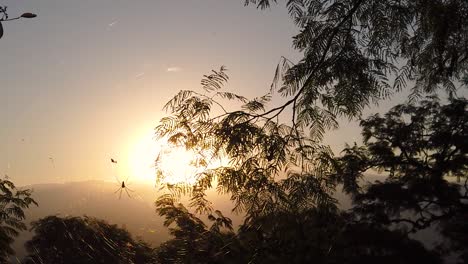 Spinne-In-Der-Kamera-In-Einem-Wald-Mit-Dem-Sonnenuntergang-Im-Hintergrund-Gefangen