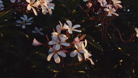 Closeup-Of-Blooming-White-Frangipani-Flowers-In-Morning-Sunlight-In-Hawaii