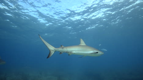 Tiburón-De-Arrecife-Nadando-En-Aguas-Poco-Profundas-En-Bimini