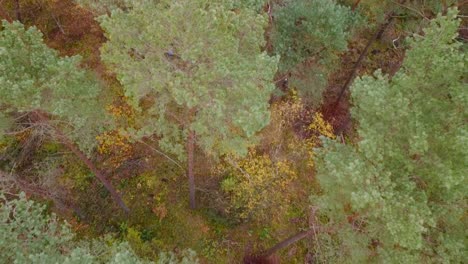 Aerial-view-of-green-german-forest-in-daylight,-in-needle-tree-forest-in-Hamburg,-Germany
