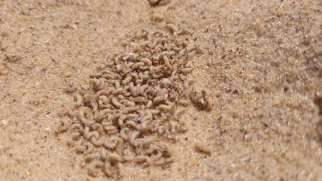Fly-larvae-crawling-on-sandy-beach,-close-up-top-down-view