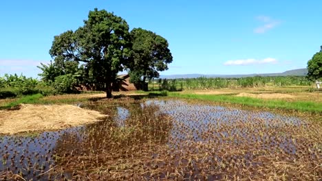 Establisher-wide-shot-of-Stagnant-water-used-to-irrigate-Rice-fields-in-Tanzania
