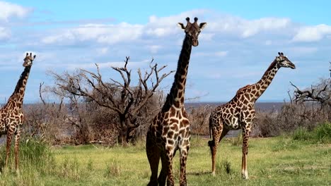 Close-up-of-three-giraffes-in-savannah,-one-of-them-looking-at-camera