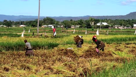 Wide-shot-of-woman-shaking-rice-stalks-with-kids-helping,-African-rural-scenery