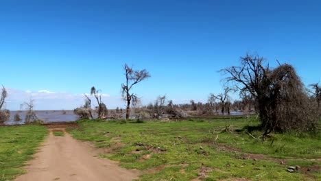 Establisher-pan-of-meadow-with-dead-trees-caused-by-flooding-from-Lake-Manyara