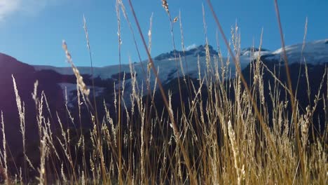 Close-shot-of-a-corn-field-with-mountains-in-the-background,-Patagonian-meadow-in-Mount-Tronador