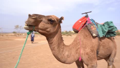Leute,-Die-Mit-Dromedar-Durch-Die-Wüste,-Marokko,-Gehen