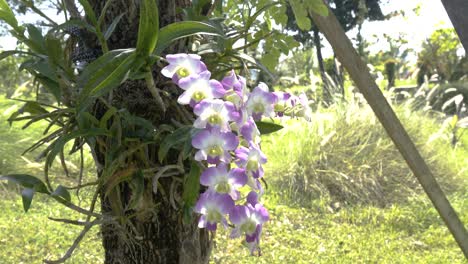 Hermosas-Orquídeas-Moradas-Y-Blancas-Cultivadas-En-Un-Gran-árbol