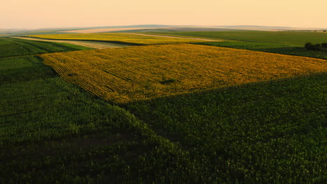 Drone-flying-over-farmland-and-sunflower-field-at-sunset