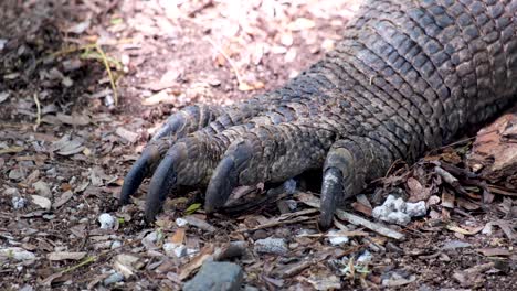 Closeup-of-large-sharp-Komodo-Dragon-claws-and-scaly-armoured-skin,-reptile-in-the-wild,-Komodo-National-Park,-Indonesia