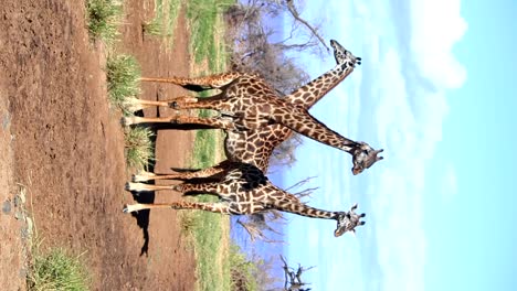 Vertical-gimbal-shot-of-three-giraffes-in-savannah-on-sunny-day