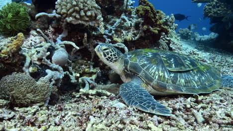 Meeresschildkröte,-Die-Auf-Dem-Riff-In-Bali-Liegt