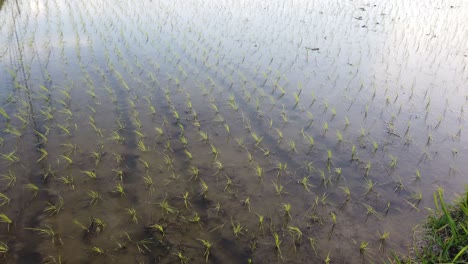 Reisfeld-überschwemmte-Nasse-Ernte-Von-Bali-Indonesien,-Bauernhof,-Wachsen,-Anbau-Von-Reisfeldern-In-Südostasien,-Wasserreflexion