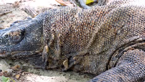 Large-Komodo-Dragon-sleeping-on-the-beach-covered-in-red-ants,-close-up-of-scaly-armoured-skin-and-big-sharp-claws-in-Komodo-National-Park,-Komodo-Island