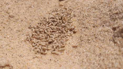 Pile-of-fly-larvae-on-sandy-beach-come-from-rotting-dead-fish,-close-up