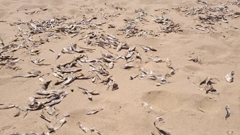 Alewives-dead-and-washed-up-on-shore-of-Lake-Michigan