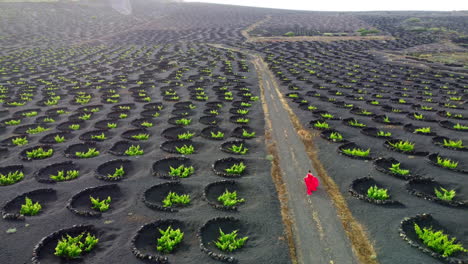 Woman-dressed-in-red-walking-by-a-road-in-Vineyards-plantation-in-Lanzarote-with-many-circular-volcanic-stone-protections-on-the-ground