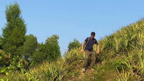 Wide-shot-of-man-going-down-steep-hill-covered-with-pineapple-plants-during-trek