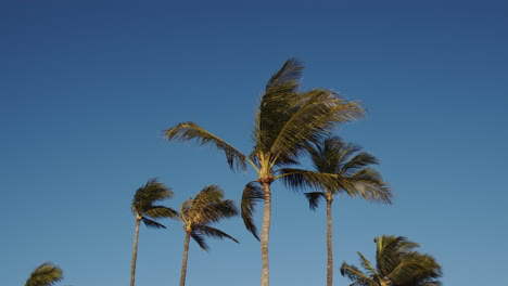 Palmen,-Die-Vom-Wind-Gegen-Den-Blauen-Himmel-In-Hawaii-Geblasen-Werden