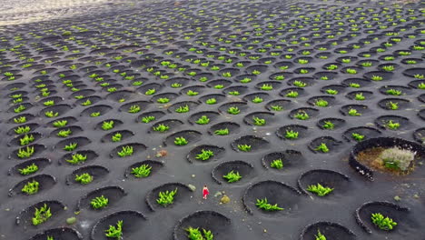 Vineyards-plantation-in-Lanzarote-with-many-circular-volcanic-stone-protections-on-the-ground-,-with-a-woman-dressed-in-red-walking-on-it,-4k-aerial-drone-rotating