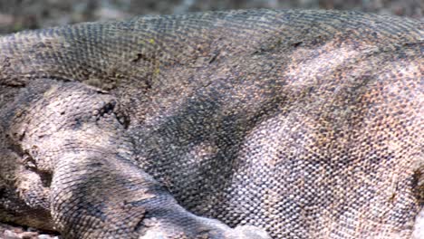 Resting-Komodo-Dragon-closeup-of-armoured-skin,-pan-left-to-right,-in-Komodo-National-Park,-Komodo-Island,-Lesser-Sunda-chain-of-Indonesian