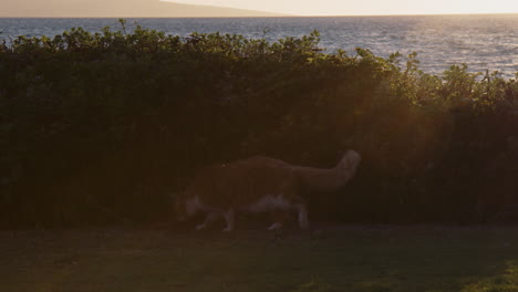 Eine-Streunende-Getigerte-Katze,-Die-An-Einem-Schönen-Sonnigen-Morgen-In-Der-Nähe-Von-Wailea-Beach-Resort,-Maui,-Hawaii,-In-Der-Nähe-Von-Büschen-Spazieren-Geht