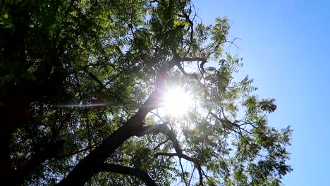 Sunlight-beams-appearing-between-tree-branches-on-a-sunny-day,-clear-sky