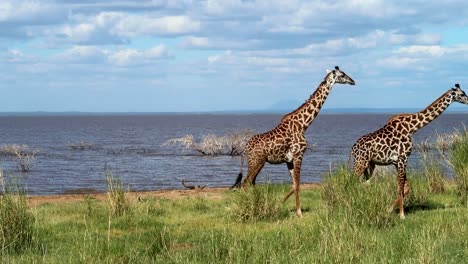 Establisher-Aufnahme-Von-Zwei-Giraffen,-Die-Elegant-Vor-Dem-Manyara-See-Spazieren-Gehen