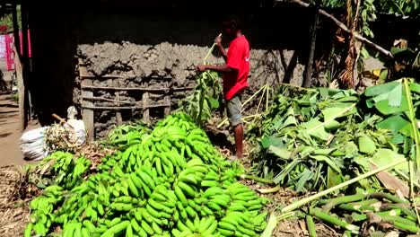 Erzeugeraufnahme-Eines-Afrikanischen-Mannes,-Der-Bananen-Von-Blättern-Trennt,-Lebensmittelproduktion