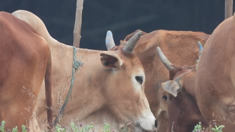 Beautiful-cows-in-field-