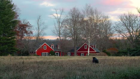 Shiba-Inu-Hund-Spielt-Auf-Dem-Feld-Vor-Dem-Roten-Haus-In-Massachusetts---Zeitlupe