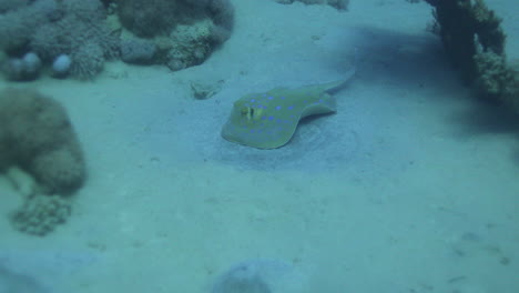 Bluespotted-Stingray-in-the-Red-Sea-beside-the-Coral-Reef
