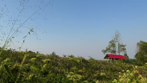 Peaceful-relaxing-summer-field-landscape-with-red-shed-hut-on-background,-Sylhet