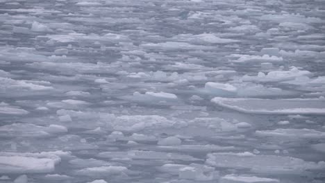 Eine-Dichte-Packung-Kleiner-Eisbrocken-Schwimmt-Auf-Wellen-Vor-Der-Küste-Grönlands-Auf-Und-Ab