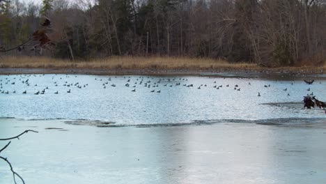 Gansos-Canadienses-Nadando-En-Un-Lago-Parcialmente-Congelado---Cámara-Lenta