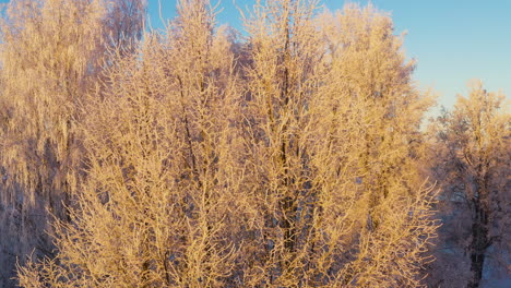Cold-sunny-winter-morning-with-hoarfrost-covered-trees,-golden-hour-pedestal-up