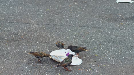 Common-Starlings-Eating-Scraps-on-the-Street