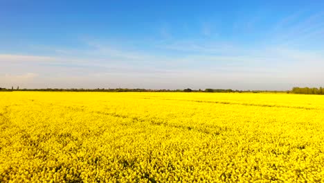 Low-level-aerial-view-of-a-yellow-rapeseed-oil-field-with-a-blue-sky