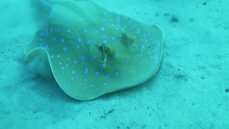 Bluespotted-Stingray-in-the-Red-Sea-beside-the-Coral-Reef
