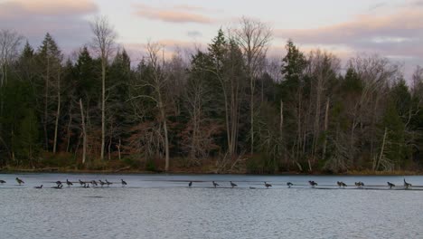 Canadian-Geese-Standing-on-Frozen-Lake-in-Massachusetts---Slow-Motion