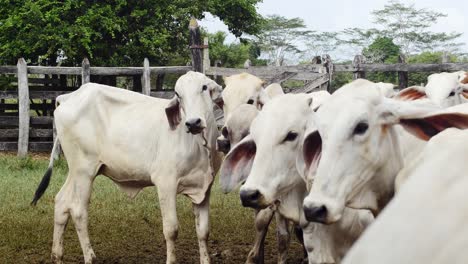 Vacas-Huyendo-Del-Corral-4k-ganado
