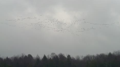 Canadian-Geese-Flying-Over-Trees-Migration---Slow-Motion