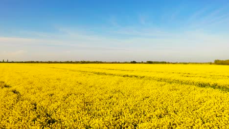 Low-level-reverse-aerial-view-of-a-yellow-rapeseed-oil-field-with-a-blue-sky