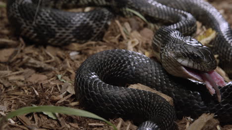Black-rat-snake-finishes-eating-a-rat-found-on-forest-floor---close-up