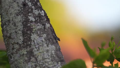 Small-Lizard-Sits-on-Tree-then-Crawls-Away,-Handheld-Shot