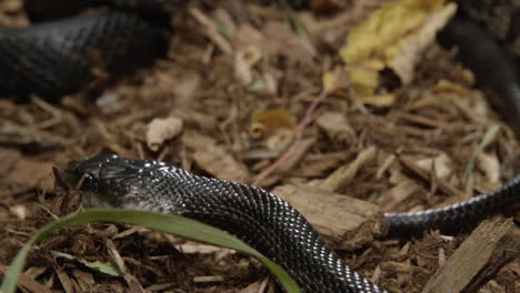 Black-rat-snakes-slowly-move-across-forest-floor---close-up