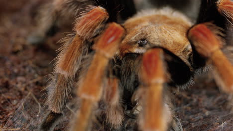 Mexican-Red-Knee-Tarantula-with-prey-in-mouth-turns-to-face-camera---close-up
