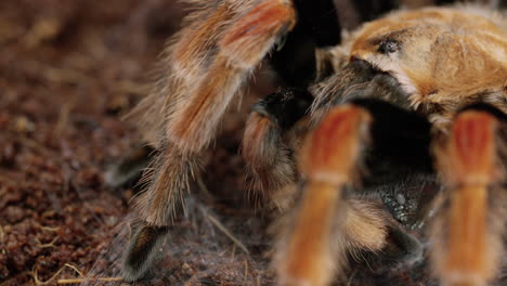 Mexican-Red-Knee-Tarantula-with-bug-in-mouth-on-forest-floor---panning-reveal-shot